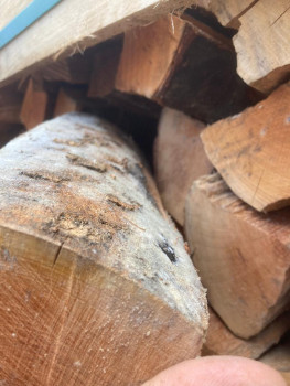 Preview: B-Ware - 5,6 SRM Buchenholz in 33cm Holzlänge, frisch als loses Schüttgut